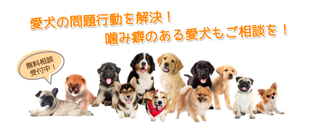 犬のしつけ ドッグトレーニング谷川